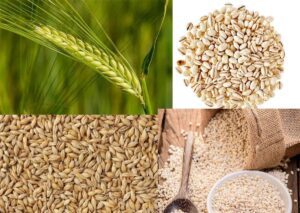 Barley is wonderful for the human body
