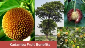 Kadamba Fruit Benefits