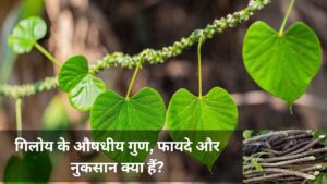 giloy satva uses in hindi